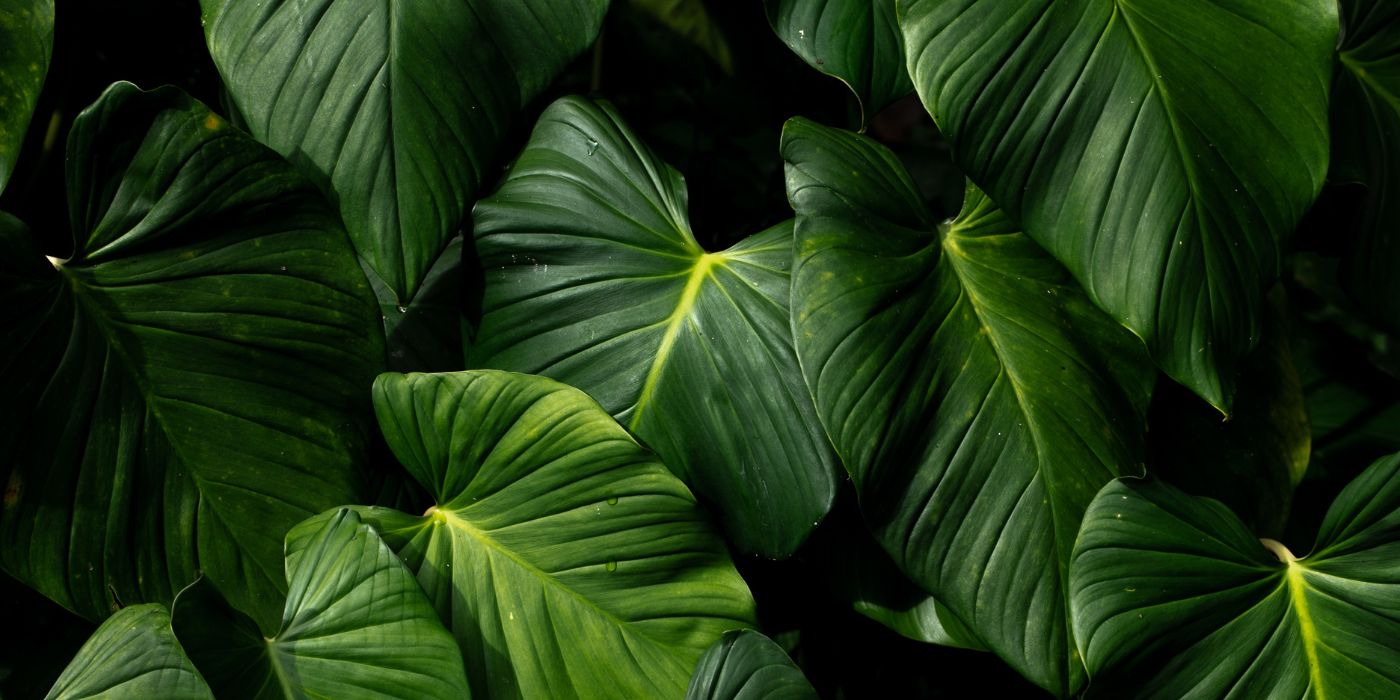 How Long Does Kratom Stay in Your System