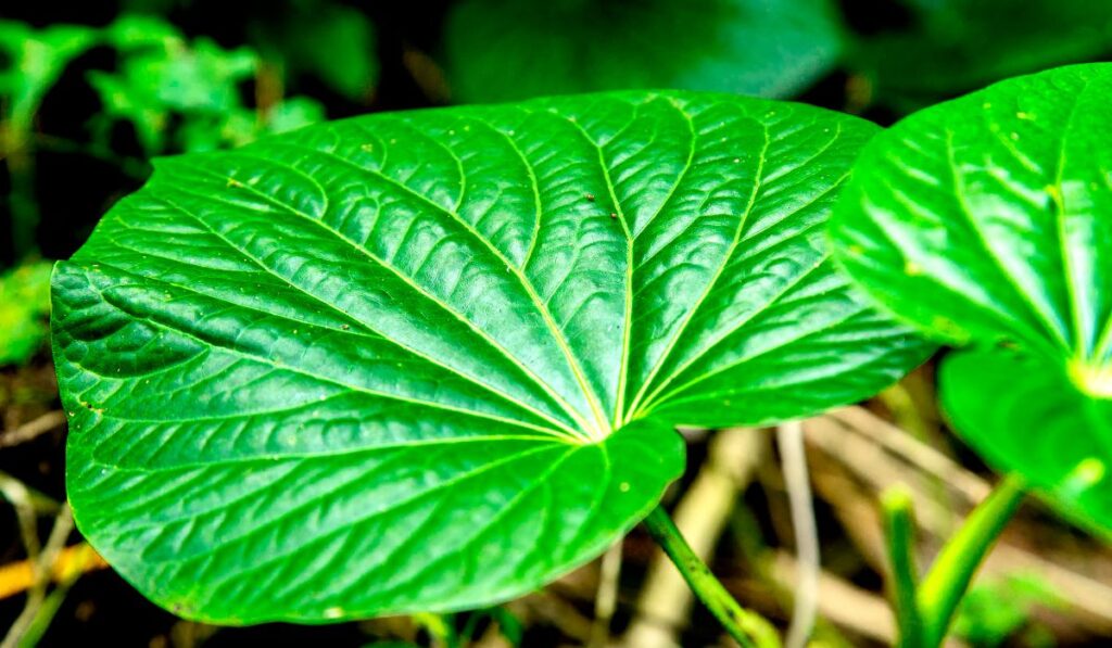 kavain plant in wild - Lynk Diagnostics kavain plant in wild