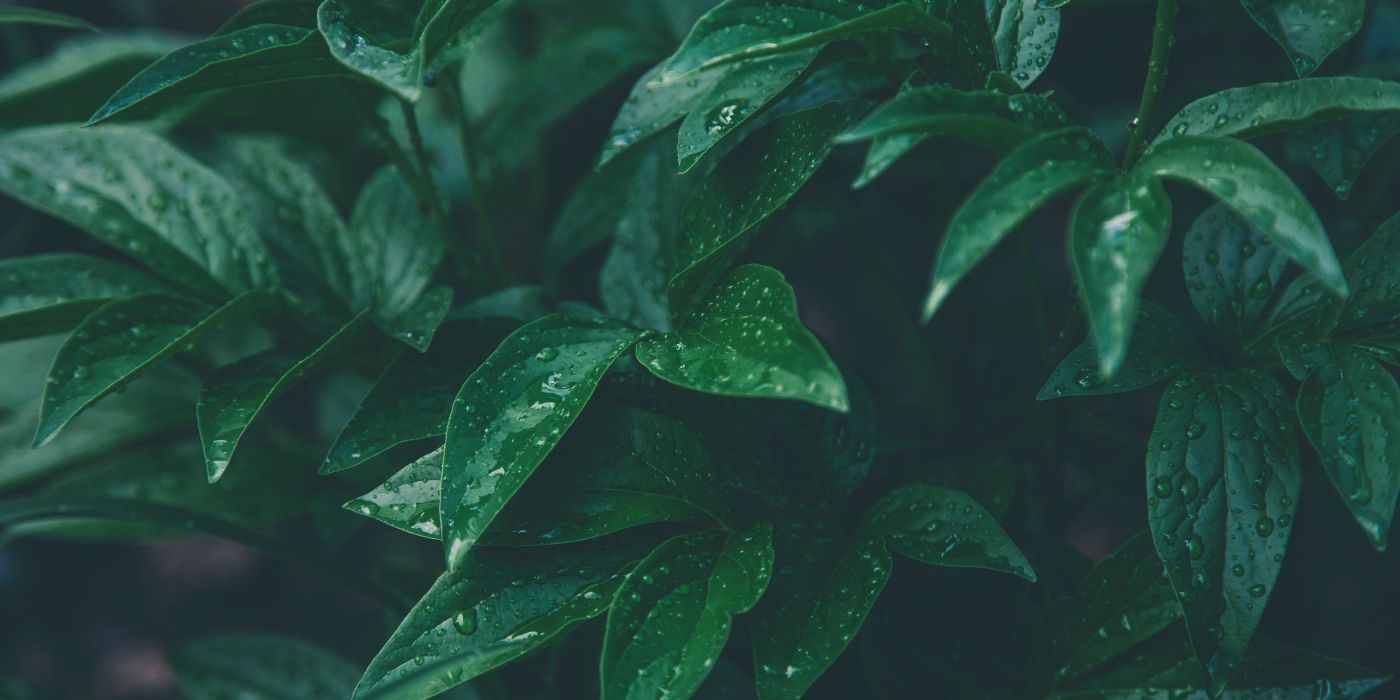kratom plant
