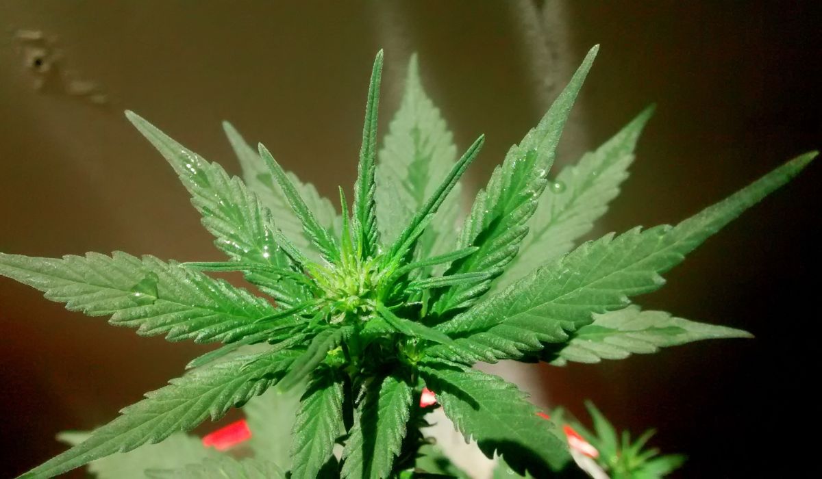 Does Delta 8 Show Up on Drug Tests?