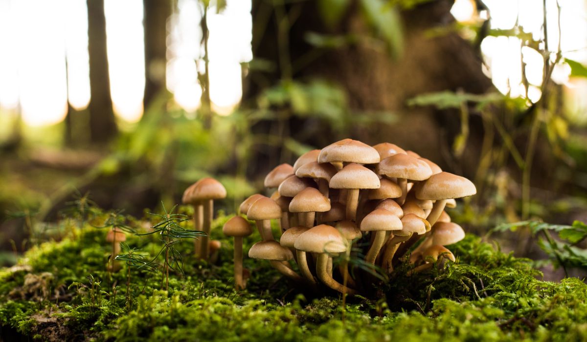 Does Mushrooms Come Up in a Drug Test