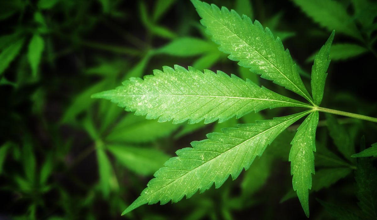 Does THC-COOH show up on a drug test